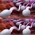 🛑 Studies reveal that swallowing your partner’s semen… See more