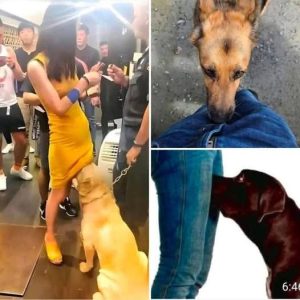 If your dog is sniffing your genital area, here is what it means…See more