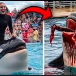 Orca trainer is 😱 devoured by this one while perfor…see more