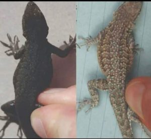 Did you know: When a lizard visits your house, it’s a sign… See more