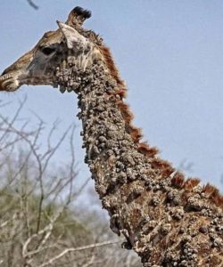 Photographer Left Speechless After Finding This Giraffe And ….