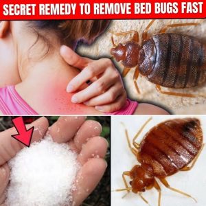 How to remove insects in 2 minutes with this ingredient 👇